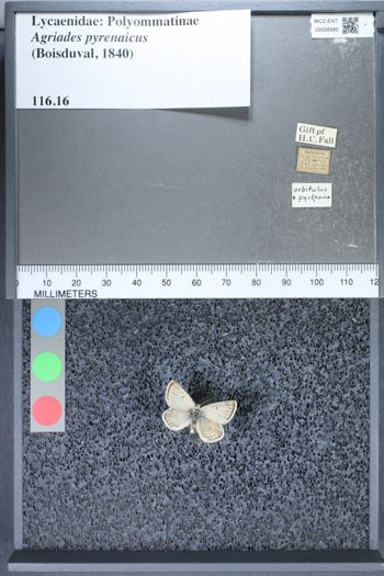 Media type: image;   Entomology 58580